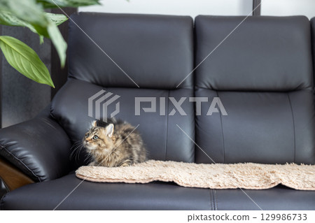 3-month-old kitten (American Curl) on a black leather sofa 129986733