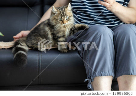 A 3-month-old American Curl kitten and its owner on a black leather sofa 129986863