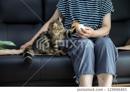A 3-month-old American Curl kitten and its owner on a black leather sofa 129986865