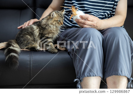 一隻三個月大的美國卷耳貓和它的主人在黑色皮沙發上 一隻三個月大的美國卷耳貓和它的主人在黑色皮沙發上 129986867