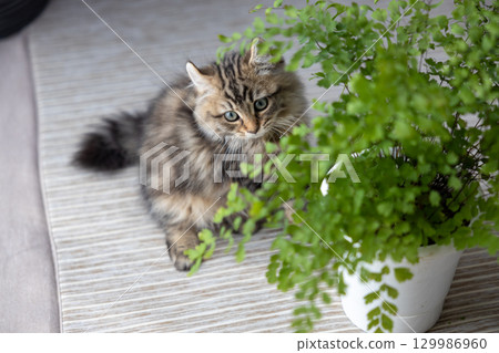Houseplants and a 3-month-old kitten (American Curl) Houseplants and a 3-month-old kitten (American Curl) 129986960