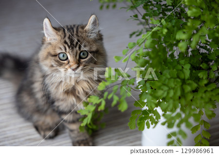 室內植物和一隻三個月大的小貓（美國卷耳貓） 129986961