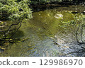 Green Weeds of Lake Yunoko 129986970