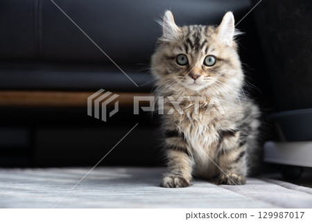 3個月大的小貓（美國卷耳貓） 129987017