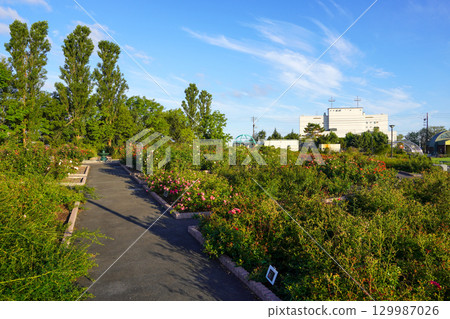 Haboro Rose Garden (Haburo Town, Hokkaido) 129987026