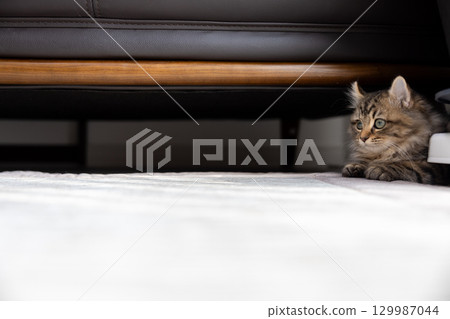 沙發下的 3 個月大的小貓（美國卷耳貓） 129987044
