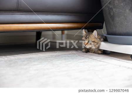 沙發下的 3 個月大的小貓（美國卷耳貓） 129987046