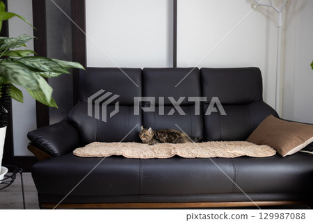 3-month-old kitten (American Curl) on a black leather sofa 129987088