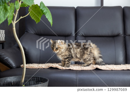 3-month-old kitten (American Curl) on a black leather sofa 129987089