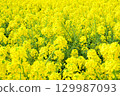 Nanohana field 129987093