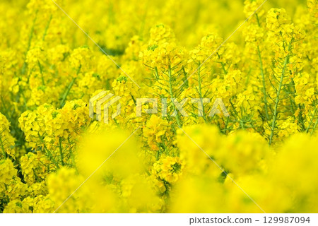 Rape blossoms that herald the arrival of spring 129987094