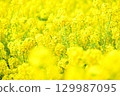 Rapeseed fields spreading all over 129987095