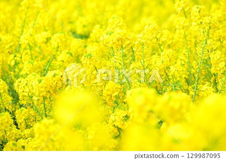 Rapeseed fields spreading all over Rapeseed fields spreading all over 129987095