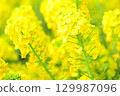Rape blossoms bathed in spring sunlight 129987096