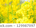 Rape blossoms bathed in spring sunlight 129987097