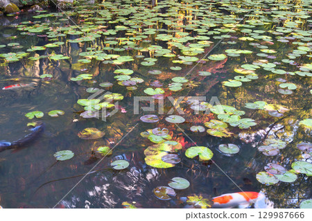 南禪寺的分寺天壽庵（京都府京都市左京區）回遊花園中美麗的池塘 129987666