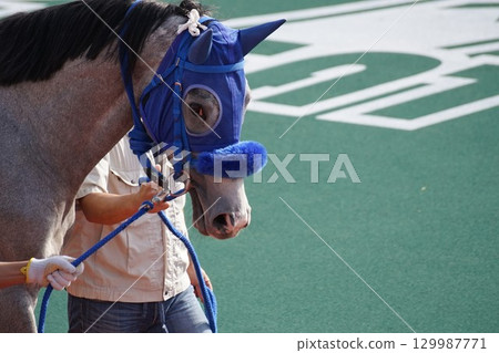 Scenery of Funabashi Racecourse, May 2025 Scenery of Funabashi Racecourse, May 2025 129987771
