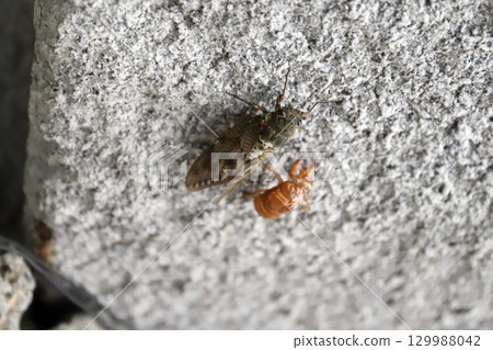 A newly emerged cicada found at the Steam Square in Arima Onsen (Kobe City, Hyogo Prefecture) A newly emerged cicada found at the Steam Square in Arima Onsen (Kobe City, Hyogo Prefecture) 129988042