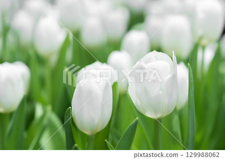 Blooming white tulips. tulip flowers with deep red petals. forming flower arrangement background. Blooming white tulips. tulip flowers with deep red petals. forming flower arrangement background. 129988062