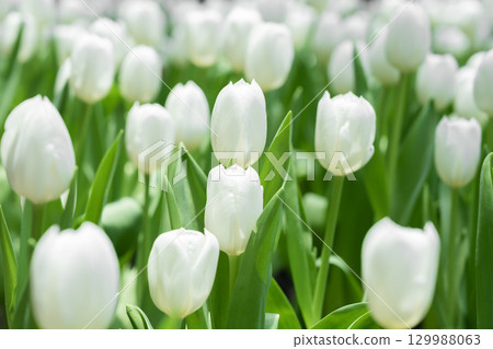 Blooming white tulips. tulip flowers with deep red petals. forming flower arrangement background. Blooming white tulips. tulip flowers with deep red petals. forming flower arrangement background. 129988063