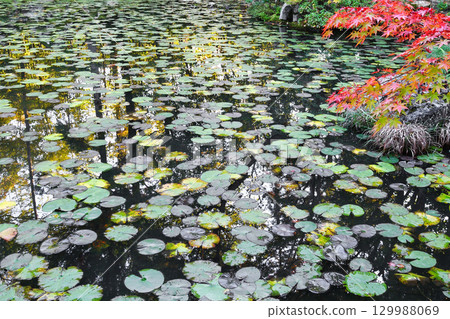 The beautiful pond in the strolling garden at Tenjuan, a sub-temple of Nanzenji Temple (Sakyo Ward, Kyoto City, Kyoto Prefecture) 129988069