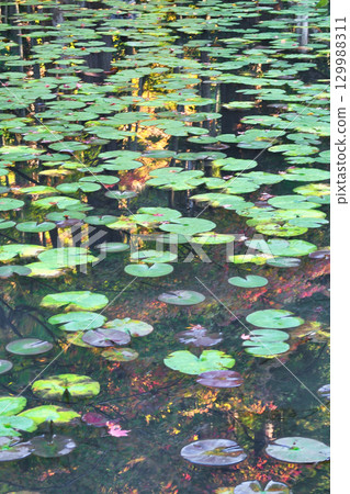 南禪寺的分寺天壽庵（京都府京都市左京區）回遊花園中美麗的池塘 129988311