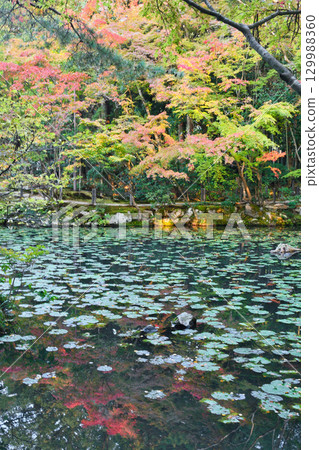 天護庵是南禪寺的分寺，擁有帶有池塘的美麗回遊花園（京都府京都市左京區） 129988360