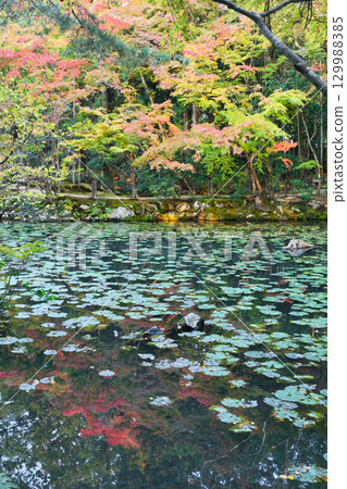 天護庵是南禪寺的分寺，擁有帶有池塘的美麗回遊花園（京都府京都市左京區） 129988385