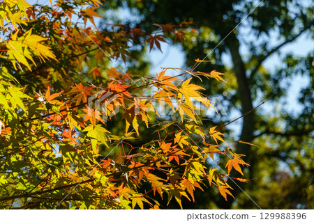 Maple branches beginning to change color and autumn light 129988396
