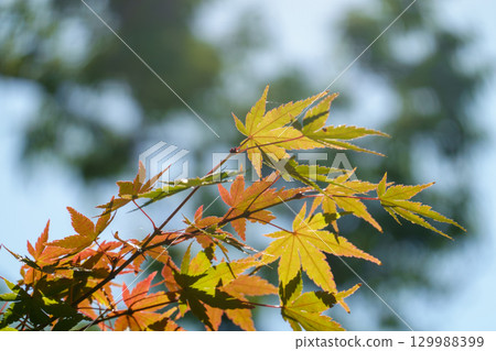 Maple leaves beginning to change color and the soft autumn light 129988399