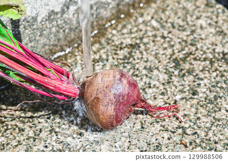 Harvested beets washed in water 129988506