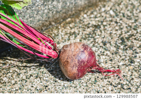 Washed harvested beets 129988507