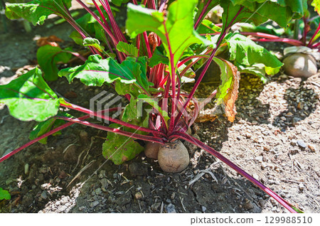 cultivation of beets cultivation of beets 129988510