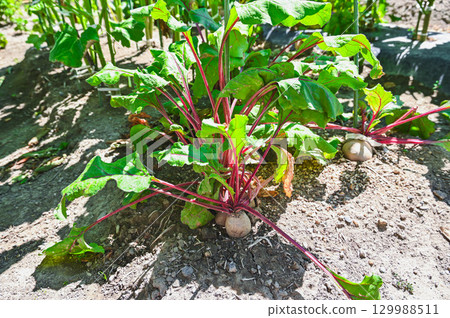 甜菜種植 甜菜種植 129988511