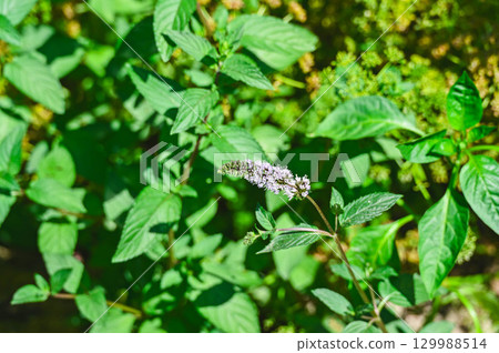 夏季盛開的黑薄荷花 夏季盛開的黑薄荷花 129988514