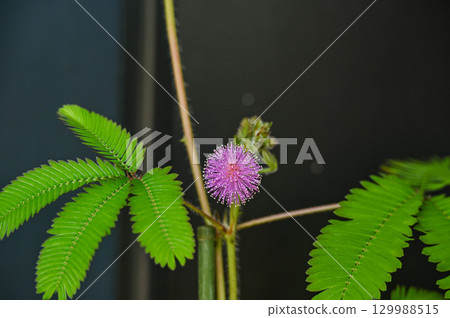 Ojigisaw花 129988515