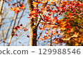 秋天的顏色閃耀 129988546