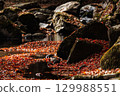 秋葉染紅了溪流 129988551