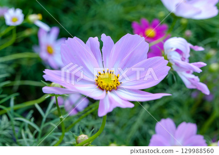 溫柔綻放的淡紫色波斯菊 129988560