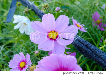 燦爛的粉紅色波斯菊花 燦爛的粉紅色波斯菊花 129988567