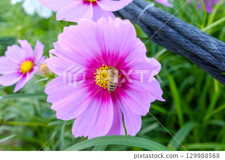 Bees collecting nectar and pink cosmos 129988568