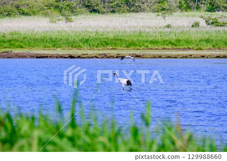位於濱中町幌戶濕地的鹹水湖「幌戶沼」在藍天下綿延 129988660