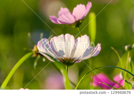 White and pale purple cosmos flowers shining through the setting sun 129988676