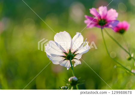White cosmos and pink flowers shining in the sunlight White cosmos and pink flowers shining in the sunlight 129988678