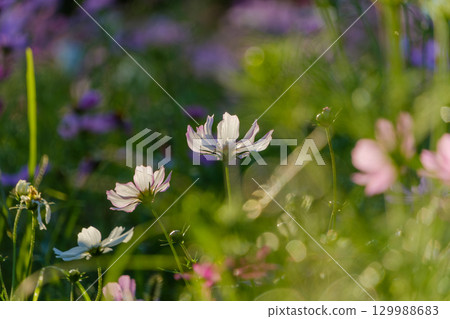 White cosmos flowers shining at dusk 129988683