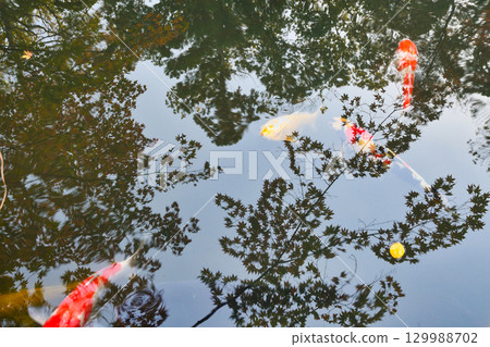 南禪寺的分寺天壽庵（京都府京都市左京區）回遊花園中美麗的池塘 129988702