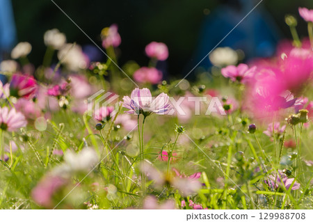 一朵被光籠罩的波斯菊 一朵被光籠罩的波斯菊 129988708
