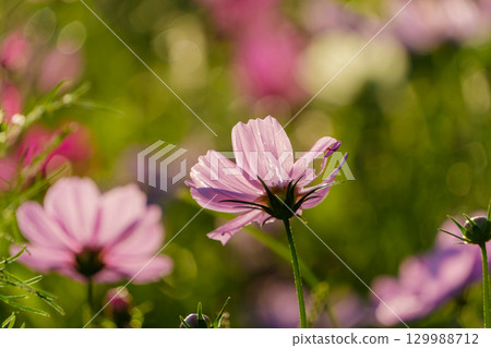Pink cosmos dyed in the setting sun Pink cosmos dyed in the setting sun 129988712