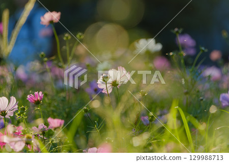 白色和粉紅色的波斯菊在燈光下漂浮 129988713