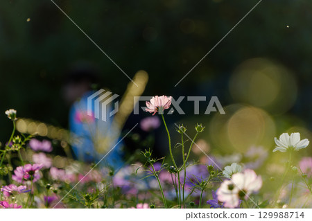 A single cosmos flower floating in the evening sun 129988714